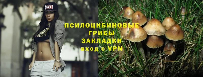 купить наркоту  Нелидово  Псилоцибиновые грибы Magic Shrooms 